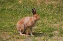 Zajec je sesalec, ki spada v red lagomorfov. Napačno ga je šteti za glodavca, saj je preprosto rastlinojed, ki je srednje velikosti. Dolžina poševnega telesa lahko doseže 70 cm, teža pa do 5-7 kg. Ušesa zajca lahko dosežejo dolžino 15 cm - to je njegov glavni čutni organ, ki vam omogoča, da slišite nevarnost in se pred njo skrijete s tekom. Načini lova na zajca so lahko zelo različni: lovite ga lahko od septembra do marca. Poleti je lov na to žival prepovedan, saj pridobijo potomce, in če ustrelijo zajca, bodo vsi mladiči umrli.