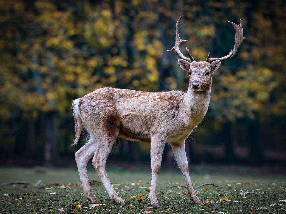 Jagd in OSTFRIESLAND: Jägerschaft und Demografie, spezifische Jagdbedingungen, praktizierte Jagdarten, rechtliche Besonderheiten und traditionelle Jagdkultur
