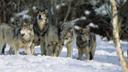 Michigan weighs potential wolf hunting season

If wolves are delisted, should Michigan hold a hunting season? This question is currently making the rounds in the Mitten State as the Michigan Natural Resources Commission (MNRC) determines whether or not that will occur if the state’s largest predator is removed from the federal endangered species list, according to The Detroit News.

With annual tallies between 600 and 700, wolves are thriving in the Upper Peninsula and Michigan officials say that “the state’s wolf population has stayed stable for the past 12 years.” However, whether the state would hold a wolf hunting season continues to be a divided topic – one that invokes those passionate for a season and those who are strongly against one.

“People don’t like wolves,” said Brian Roell, a Michigan Department of Natural Resources wildlife biologist. “Unlike any other wildlife we deal with, it’s a love-or-hate relationship for most folks.”

Supporters of a potential hunting season say it would protect deer, livestock and pets while those against one say wolves help maintain a balanced ecosystem. Others want wolf management regulated at the state level rather than federal.

In Michigan, wolves weren’t always a protected species. In fact, up until the 1960s, Michigan residents were paid bounties to kill wolves, said Roell. Once the number dropped to the point of potential wipe-out, wolves became legally protected. 

Even as the MNRC considers what to do for the future, wolves currently remain protected. Even if they are eventually delisted – a decision that has been controversial and heavily debated about for the past few years – there wouldn’t be an immediate hunting season anyway. 

It would take Michigan a minimum of nine months to finalize wolf hunting guidelines, according to Roell.