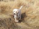 Look at that little hunter