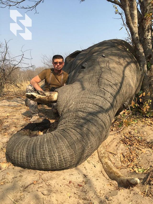 Good news for elephant hunting enthusiasts 🐘