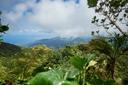 Les Clés de la Chasse en GUADELOUPE: Géographie insulaire, traditions de chasse, faits marquants et réglementation spécifique

La Guadeloupe, archipel des Antilles françaises, est une destination unique pour les chasseurs. Ses paysages variés, allant des forêts tropicales aux mangroves en passant par les savanes littorales, offrent un terrain de chasse riche en biodiversité. Cependant, la pratique est strictement encadrée pour préserver les écosystèmes fragiles et les espèces endémiques.  Voici un aperçu détaillé de la chasse en Guadeloupe.

Géographie et Biodiversité
La Guadeloupe se distingue par ses écosystèmes diversifiés : 
- Forêts tropicales humides (Parc National de la Guadeloupe) : Refuges du cochon agouti, du cabri sauvage, et de petits oiseaux comme le ramier des Antilles. 
- Mangroves et zones humides: Habitats des rats musqués, des canards sauvages, et des crabes de mangrove. 
- Montagnes volcaniques (La Soufrière, Pitons de Bouillante) : Territoires de chasse pour le cochon agouti et certains oiseaux migrateurs. 
- Savanes littorales: Zones de prédation pour les pigeons ramiers et les tourterelles. 
L’île abrite également des espèces protégées comme le colibri à gorge bleue, le iguane des Petites Antilles, et la tortue marine, interdites à la chasse sous peine de sanctions sévères. 

Spécificités de la Chasse Guadeloupéenne 
- Chasse au cochon agouti: Pratique emblématique, souvent réalisée à l’affût dans les forêts ou à l’aide de chiens courants. 
- Utilisation d’appelants: Pour attirer les pigeons ramiers, avec des appeaux traditionnels en bois sculpté. 
- Régulation des nuisibles: Le ragondin et le rat musqué sont chassés pour limiter leurs impacts sur les cultures agricoles (ex. canne à sucre). 
- Chiens adaptés: Braques ou chiens courants, capables de résister à la chaleur et à l’humidité tropicale.  

Démographie des Chasseurs 
En 2024, la Guadeloupe compte environ 1 200 chasseurs titulaires d’un permis valide, selon l’Office National de la Chasse et de la Faune Sauvage (ONCFS). Les pratiquants sont majoritairement des hommes (85 %), avec une moyenne d’âge de 40 ans. La communauté est principalement composée de résidents locaux, bien que quelques touristes expérimentés obtiennent des autorisations temporaires. 

 Types de Chasse et Gibier
- Petit gibier: Cochon agouti, pigeon ramier, tourterelle. 
- Nuisibles: Ragondin, rat musqué. 
- Espèces protégées: Colibri, iguane, tortue marine (interdiction stricte). 
- Chasse sportive: Principalement axée sur le cochon agouti et les oiseaux migrateurs. 

 Saisons de Chasse 
- Cochon agouti: Du 1er octobre au 31 mars. 
- Pigeon ramier: De septembre à janvier (tirs limités à 5 oiseaux/jour). 
- Ragondin et rat musqué : Toute l’année, sous quotas pour la régulation. 
Interdictions: Chasse nocturne et utilisation de lampes torche strictement interdites. 

 Associations et Clubs
- Fédération Départementale des Chasseurs de la Guadeloupe (FDC 971): Organise formations sécurité et gère les plans de chasse. 
- Groupements locaux: « Association des Chasseurs de Basse-Terre » et « Club Cynégétique de Grande-Terre », spécialisés en battues collectives. 

Réglementation
- Permis obligatoire: Valable 5 ans, avec examen théorique et pratique. 
- Zones interdites: Parc National de la Guadeloupe, réserves naturelles (ex. Réserve Cousteau). 
- Armes: Calibre maximum autorisé : 12 pour le petit gibier. 
- Quotas: 400 cochons agoutis autorisés annuellement pour éviter leur surpopulation. 

Traditions et Gastronomie 
- Le cochon agouti: Symbole culinaire, souvent cuisiné en civet ou grillé lors des fêtes créoles. 
- Le pigeon ramier: Préparé en fricassée ou en pâté, accompagné de légumes locaux comme l’igname ou le manioc. 
- Histoire: La chasse était autrefois une activité de subsistance pour les communautés rurales, avant de devenir un loisir réglementé. 

Faits Marquants 
- Espèces introduites: Le cochon agouti a été importé par les colons français au XVIIe siècle et s’est adapté parfaitement à l’écosystème insulaire. 
- Événements locaux: La « Fête du Gibier » à Pointe-à-Pitre célèbre chaque année la gastronomie liée à la chasse. 

La Guadeloupe allie biodiversité tropicale et traditions cynégétiques. Que vous traquiez le cochon agouti dans les forêts de Basse-Terre ou le pigeon ramier en savane littorale, respectez les quotas et découvrez un archipel où la chasse est à la fois un art de vivre et un outil de préservation écologique.  