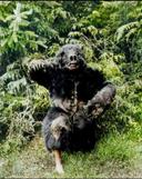 A Navajo Indian in a bear suit, 1914.

Navajo Indians donned a bear suit during a ceremonial ritual, embodying the spirit of the revered animal. For the Navajo, the bear symbolizes strength, healing, and protection. By wearing the bear suit—crafted from fur, claws, and adorned with sacred symbols—the individual sought to channel the bear's powerful essence. 

This act was more than mere costume; it was a profound connection to their cultural heritage and spiritual beliefs. Through this ritual, the Navajo honored the natural world and invoked the bear’s strength for guidance and safeguarding their community. In an era marked by change, this tradition reinforced their identity and reverence for ancient customs.

At the beginning of the 20th century, the Navajo Indians faced significant challenges and transformations. Living primarily in the Four Corners region of the southwestern United States, they were navigating the complexities of preserving their rich cultural heritage while adapting to increasing external pressures.
The U.S. government's policies had a profound impact on Navajo life. The forced relocation known as the Long Walk in the late 19th century still cast a shadow, but by 1900, many Navajo had returned to their ancestral lands. They focused on rebuilding their communities, relying on traditional practices such as sheep herding, weaving, and farming. Navajo rugs and silverwork became renowned for their craftsmanship, providing both cultural expression and economic opportunity.

Despite these efforts, the early 1900s brought new challenges. The federal government imposed restrictions on their land use and resources, leading to conflicts over grazing rights and water access. Additionally, attempts to assimilate Native Americans into mainstream society through boarding schools threatened their language, religion, and customs.

Yet, the Navajo remained resilient. They continued to practice their ceremonies, maintain their clan systems, and pass down oral traditions. Spiritual leaders played crucial roles, guiding their people through rituals that connected them to their ancestors and the natural world. By embracing both their heritage and necessary adaptations, the Navajo laid the foundation for preserving their identity in the face of an ever-changing world. Their enduring spirit and adaptability ensured that their culture would survive and thrive into the future.
