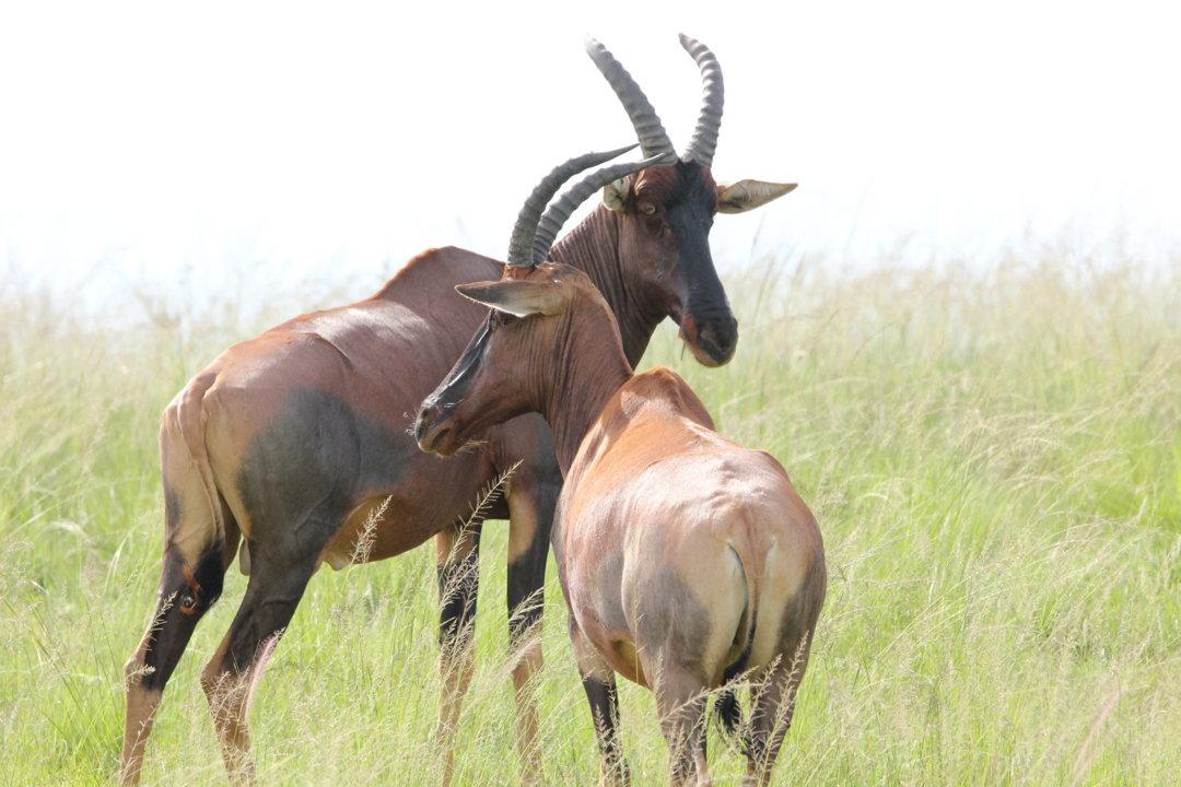 Hunting in Kisoro, Uganda: Laws, Hunting Seasons, Traditions and Hunting Community in Kisoro (PART II)