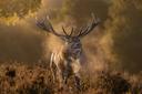 A Few More Red Deer in the Morning Light
(Yes, I know... sorry, but I couldn’t resist!)

On 03/10/2024, I captured these stunning red deer as the morning light bathed the park in a golden glow. The peaceful scene was simply too beautiful not to share! Using the Sony A7IV paired with the 200-600mm lens, I managed to get some detailed shots of these majestic creatures. There’s something magical about photographing wildlife during these quiet, early hours when nature seems to be at its finest. 🦌✨

#RedDeer #MorningLight #SonyA7IV #200600mmLens #WildlifePhotography #NatureAtDawn #GoldenHourShots #DeerInTheWild #PhotographersLife #NaturePhotography #DeerWatching #SonyAlpha #WildlifeInFocus #MajesticDeer #PhotographyGear