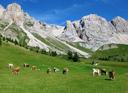 Caccia nelle Zone del Gennargentu: Un’Esplorazione tra Montagne Selvagge, Caratteristiche geografiche, Tradizioni Sarde e Rigore Ambientale

Il Gennargentu, situato nel cuore della Sardegna, è una delle aree più selvagge e affascinanti d’Italia. Con i suoi paesaggi montani, valli remote e boschi incontaminati, questa regione offre opportunità di caccia uniche per chi cerca un’avventura autentica immersa nella natura. Tuttavia, la pratica venatoria è strettamente regolamentata per proteggere l’ecosistema fragile e garantire uno sviluppo sostenibile. Questo articolo esplora tutto ciò che un cacciatore deve sapere sulla caccia nelle zone del Gennargentu.

Caratteristiche geografiche e naturali della regione dal punto di vista venatorio

Il Gennargentu si distingue per:
Paesaggi Montani : Vette imponenti come Punta La Marmora (1.834 m), profonde valli e pendii boscosi.
Vegetazione : Dominata da foreste di leccio, sugherete e macchia mediterranea, con pascoli alpini e corsi d’acqua.
Fauna Locale : La regione ospita specie endemiche e adattate all’ambiente montano, come il cervo sardo, il muflone, il cinghiale e piccoli volatili come il gallo cedrone sardo.
Questi elementi rendono il Gennargentu un habitat ideale per molte specie di grande e piccolo gioco.

Cacciatori e Demografia della Regione

Non esistono dati precisi sul numero di cacciatori attivi nel Gennargentu, ma si stima che siano alcune migliaia, principalmente concentrati nelle comunità rurali della Sardegna. La maggior parte dei cacciatori proviene dalla regione o dalle isole limitrofe, legati alle tradizioni locali. I giovani cacciatori sono in diminuzione, mentre rimane attiva una generazione più anziana che mantiene vive le pratiche venatorie.

Caratteristiche della Caccia nel Gennargentu

La caccia in questa regione presenta sfide e peculiarità:
Terreno Impervio : Il territorio montuoso e accidentato richiede resistenza fisica, esperienza e buona conoscenza del territorio.
Specie Protette : Molte aree sono interdette alla caccia per preservare la biodiversità, soprattutto per specie endemiche come il cervo sardo.
Condizioni Climatiche : Le temperature possono variare drasticamente, soprattutto durante l’inverno, influenzando la pianificazione delle battute di caccia.

Tipi di Caccia e Specie Presenti

Nel Gennargentu sono praticabili diverse forme di caccia:
Caccia al Grande Gioco : Mufloni, cervi sardi e cinghiali sono le principali prede.
Caccia al Piccolo Gioco : Lepri, volpi e piccoli uccelli come il gallo cedrone sardo.
Caccia agli Uccelli Migratori : Durante la stagione migratoria, si possono cacciare specie come la beccaccia e la quaglia.

Stagioni di Caccia nella Regione

Le stagioni di caccia sono stabilite dalla Regione Sardegna e dal Ministero dell'Ambiente:
Grande Gioco : Settembre a Dicembre, con permessi speciali per alcuni periodi.
Piccolo Gioco : Ottobre a Dicembre.
Uccelli Migratori : Settembre a Novembre.
La caccia è vietata durante la primavera per proteggere la riproduzione.

Associazioni e Club di Cacciatori

Le associazioni di caccia nella regione sono ben organizzate e attive:
Federazione Italiana della Caccia (FIDC) : Promuove la caccia sostenibile e supporta i cacciatori locali.
Associazioni Locali : Gruppi come l’Associazione Cacciatori Sardi organizzano battute collettive e attività di monitoraggio faunistico.

Legislazione sulla Caccia

La caccia nel Gennargentu è disciplinata da norme rigorose:
Licenze Obbligatorie : Ogni cacciatore deve possedere una licenza valida e rispettare i limiti di prelievo.
Aree Protette : Zone come il Parco Nazionale del Gennargentu sono completamente interdette alla caccia.
Multe Severissime : Attività illegali comportano sanzioni pesanti, inclusa la confisca delle armi.
Tradizioni Venatorie Regionali: Riti, Usi e Cultura Locale della Caccia
La caccia nel Gennargentu ha radici storiche:
Controllo del Territorio : I cacciatori locali hanno sempre svolto un ruolo nel monitoraggio del territorio e nella protezione delle colture.
Condivisione del Bottino : La carne ottenuta veniva spesso divisa tra le famiglie del villaggio.
Eventi Culturali : In passato, la caccia era associata a festività e celebrazioni rurali.

Fatti Sorprendenti e Curiosità: Cosa Rende Unica la Caccia in Questa Regione

Parco Nazionale del Gennargentu : È una delle aree protette più importanti della Sardegna, vietata alla caccia.
Muflone Iconico : Il muflone è considerato un simbolo della fauna sarda e una preda ambita dai cacciatori.
Turismo Sostenibile : La caccia è vista come un’attività complementare al turismo eco-sostenibile.
Trasformazione Culturale : Oggi, la caccia è più un hobby che una necessità economica.
La caccia nelle zone del Gennargentu rappresenta un’esperienza unica per chi apprezza la natura e le tradizioni sarde. Tuttavia, è essenziale rispettare le normative e comprendere l'impatto ambientale delle proprie azioni. I cacciatori che visitano questa regione devono prepararsi adeguatamente, collaborare con le autorità locali e contribuire alla conservazione di questo patrimonio naturale.
#CacciaGennargentu #SardegnaCaccia #CacciaAlpina #MufloneSardo #CacciaSostenibile #GalloCedroneSardo #CacciaRegolamentata #QuagliaAutunnale #BeccacciaMontana #CacciaInMontagna #TurismoSostenibile #BiodiversitàSardegna #CacciaEcosostenibile #ParcoNazionaleGennargentu #TradizioniVenatorie #CacciaItalia