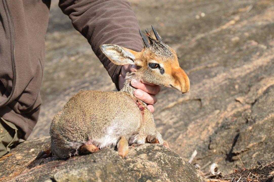 Scheduled Hunting Times in Kalungu: Area Regulations, Steps to Obtain a Hunting License, Sanctions for Breaching Hunting Periods, Tips on Timing, Gear Selection, and Hunting Methods