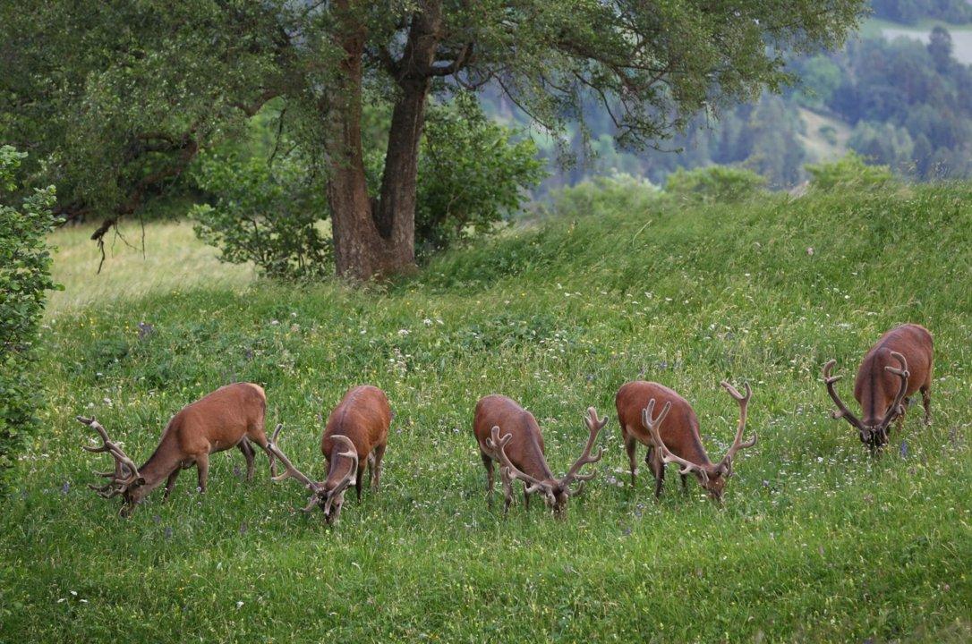 Jagd im Bezirk Franches-Montagnes (Kanton Jura), Schweiz: Naturgegebenheiten, Jagdmethoden, Wildbestände, Jagdzeiten, Organisationen, Regeln und Traditionen