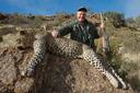 Leopard Hunting in Limpopo: Geography and Natural Features, Hunting Demographics, and Ethical Predator Pursuits

Geography and Natural Features

Limpopo’s landscape is ideally suited for leopard hunting, with rugged hills, rocky outcrops, river valleys, and thick bushveld forming the core of the leopard’s natural habitat. Key hunting zones include the Waterberg District, the remote Soutpansberg Mountains in Vhembe, and buffer areas adjacent to the Greater Kruger National Park. These regions are rich in natural prey and offer wild, unfenced conditions.

Hunting Population figures

Leopard hunting in Limpopo attracts elite, experienced international hunters. Clients typically include seasoned sportsmen pursuing Africa’s most elusive predator under fair-chase conditions. Due to the cost, regulatory complexity, and difficulty, this type of hunting appeals to a niche market of highly committed and conservation-minded individuals.

Hunting Characteristics

This is a low-volume, high-difficulty hunt that demands patience, focus, and discipline. Hunts are conducted primarily from blinds over bait, with walk-and-stalk used only in rare, specialized scenarios. Success relies on interpreting leopard behavior, managing scent, and waiting in silence for long periods—often at night.

Types of Hunting and Game Species

Limpopo’s leopard hunts target mature toms aged 6–10 years. While leopard is the exclusive focus of these safaris, areas may also support other plains and dangerous game, which can be added to the hunt if desired. However, leopard hunting requires total dedication due to its unpredictable nature.

Hunting Period

The best time for leopard hunting in Limpopo is from May to September. Dry-season conditions make baiting and tracking more effective. May and June are ideal for fresh bait longevity, while July and August offer peak leopard movement. The green season (November to March) is avoided due to poor visibility, heat, and bait spoilage.

Hunting Organizations and Clubs

Only a select number of outfitters are allocated leopard quotas under South African law and CITES Appendix I regulations. Hunts are led by licensed Dangerous Game Professional Hunters and are tightly monitored. Top operations are known for legal compliance and long-term ethical practices.

Hunting Regime

Leopard hunting in Limpopo is strictly regulated.
Minimum 14-day safari required by law.
CITES export/import permits are mandatory.
Only mature males may be taken—females and young cats are strictly off-limits.
Outfitters assist with permits, baiting plans, and reporting requirements.

Hunting Traditions

Leopard hunting is rooted in the traditions of patience, discipline, and deep respect for the predator. The process begins days before the hunter arrives, with baiting, trail camera surveillance, and blind construction. Night-time stakeouts are common, creating an atmosphere of tension, challenge, and raw anticipation—hallmarks of classic African predator hunting.

Fascinating Facts

Limpopo leopards are known for heavy builds, bold rosettes, and trophy skulls measuring up to 17.5 inches.
The Soutpansberg region has some of South Africa’s densest natural leopard populations.
Hunts often involve 5 to 7 nights of waiting before an opportunity arises.
Success rates range between 60%–75%, depending on weather, timing, and bait activity.
A fully legal leopard hunt in Limpopo reflects Africa’s highest standards of predator ethics.
