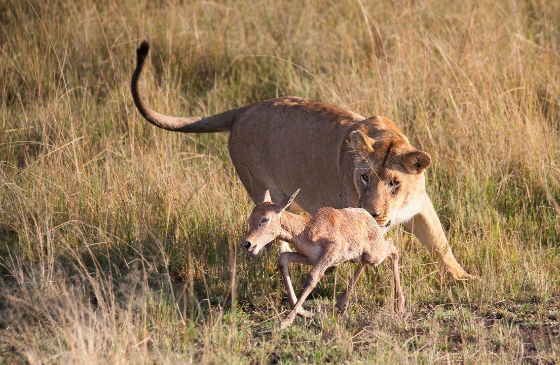 Big Game Hunting in Amuria & Budaka, Uganda: Trophy Species, Local hunting communities, Safari Planning Tips
