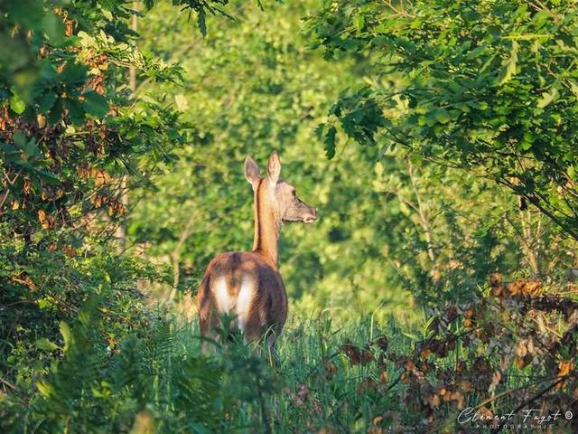 Il <strong>y</strong> a quelques semaines, quelle belle surprise lorsqu’on rencontre cette jolie biche aux aguets qui est apparue tranquillement à découvert quelques minutes !