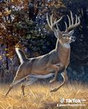 Venado