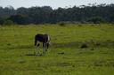 Ultimate Hunting Guide to TETE, Mozambique: Wildlife, Clubs, Laws, Demographics, Techniques, and Regulations

Tete, a province in western Mozambique, is a prime destination for hunters seeking an authentic African experience. With its diverse landscapes, abundant wildlife, and deep-rooted hunting traditions, Tete offers a unique and thrilling adventure. 

The Geography of Hunting: Natural Features and Habitats Across Regions 
Tete, a province in Mozambique, is a prime destination for hunters due to its diverse landscapes and rich biodiversity. The region is characterized by vast savannas, dense woodlands, and riverine ecosystems, which provide ideal habitats for a wide range of game species. The Zambezi River, one of Africa’s largest rivers, flows through Tete, creating fertile floodplains and attracting wildlife. The region’s dry climate and seasonal rainfall patterns influence animal behavior, making it a dynamic hunting environment. The mix of open plains and dense forests offers hunters varied terrains, from challenging stalking grounds to open shooting areas.
 
The Identity of Hunters: A Statistical and Social Overview in Tete
Tete attracts both local and international hunters, with a growing number of enthusiasts visiting the region annually. The province is known for its welcoming attitude toward hunting tourism. Local hunters often engage in subsistence hunting, while international visitors primarily participate in trophy hunting. The hunting community in Tete is diverse, with hunters from Europe, North America, and other African nations frequently visiting the region.
 
Hunting as a Practice: Core Characteristics and the Evolution of Techniques 
Hunting in Tete is deeply rooted in tradition and practicality. Local hunters have honed their skills over generations, using techniques adapted to the region’s terrain and wildlife. Modern hunting practices in Tete combine traditional knowledge with advanced equipment, ensuring ethical and sustainable hunting. The focus is on fair chase, with hunters relying on tracking, stalking, and patience to secure their game. Conservation is a key aspect of hunting in Tete, with efforts to maintain healthy wildlife populations and habitats.
 
Hunting Techniques and Target Species: From Small Game to Big Game Hunts in Tete
- Plains Game Hunting (Impala, Kudu, Wildebeest): This type of hunting involves stalking game across open savannas. It requires patience and precision, as hunters must approach their targets without being detected. 
- Big Game Hunting (Buffalo, Elephant, Lion): Reserved for experienced hunters, big game hunting in Tete is a thrilling challenge. These hunts often take place in dense woodlands or near water sources, where large animals congregate. 
- Bird Hunting (Guinea Fowl, Ducks, Sandgrouse): Bird hunting is popular along the Zambezi River and its floodplains. Hunters use shotguns and often employ dogs to flush out birds. 
- Trophy Hunting (Sable Antelope, Leopard, Eland): Trophy hunting is carefully regulated to ensure sustainability. Hunters target mature males, contributing to conservation efforts while securing prized trophies. 
 
Hunting Calendars: When and Why Certain Game Can Be Hunted 
The hunting season in Tete typically runs from April to November, coinciding with the dry season. During this period, animals gather around water sources, making them easier to locate. Specific seasons for certain species are regulated to protect breeding populations. For example, buffalo hunting is often restricted to the latter part of the season to avoid disrupting calving periods. Hunters are advised to check local regulations for exact dates and quotas.
 
Hunting Societies and Federations: Bringing Together Enthusiasts in Tete
- Tete Hunting Association: This local organization promotes ethical hunting practices and conservation. It offers training programs and organizes community events to engage hunters. 
- Mozambique Wildlife Society: A national body that supports sustainable hunting and wildlife management. It works closely with international hunters and conservation groups. 
- Zambezi Valley Hunters Club: Focused on promoting hunting in the Zambezi region, this club provides resources and networking opportunities for hunters. 
 
How Hunting is Governed: Regulations, Licensing, and Conservation Policies 
Hunting in Tete is regulated by the Mozambican government to ensure sustainability. Hunters must obtain permits and licenses, which are issued based on quotas and conservation goals. Strict anti-poaching laws are enforced, and hunting operators are required to adhere to ethical standards. The government collaborates with local communities and conservation organizations to protect wildlife habitats and promote responsible hunting.
 
Hunting as a Cultural Heritage: Practices Passed Down Through Generations in Tete
Hunting in Tete is more than a sport; it is a cultural tradition. Local communities have relied on hunting for sustenance and cultural practices for centuries. Traditional hunting methods, such as using bows and traps, are still practiced in some areas. These practices are passed down through generations, preserving the region’s rich heritage. Hunting also plays a role in local ceremonies and rituals, symbolizing strength and skill.
 
Curious Details About Hunting: Records, Traditions, and Unexpected Discoveries 
- Tete is home to some of the largest buffalo herds in Africa, making it a top destination for trophy hunters. 
- The region’s diverse ecosystems support rare species like the sable antelope, which is highly sought after by hunters. 
- Local legends speak of hunters who could track animals for days without losing their trail, showcasing the deep connection between the people and the land. 
- Tete’s hunting lodges often feature trophies and artifacts that tell the story of the region’s hunting history. 