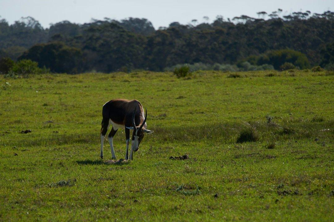 Ultimate Hunting Guide to TETE, Mozambique: Wildlife, Clubs, Laws, Demographics, Techniques, and Regulations