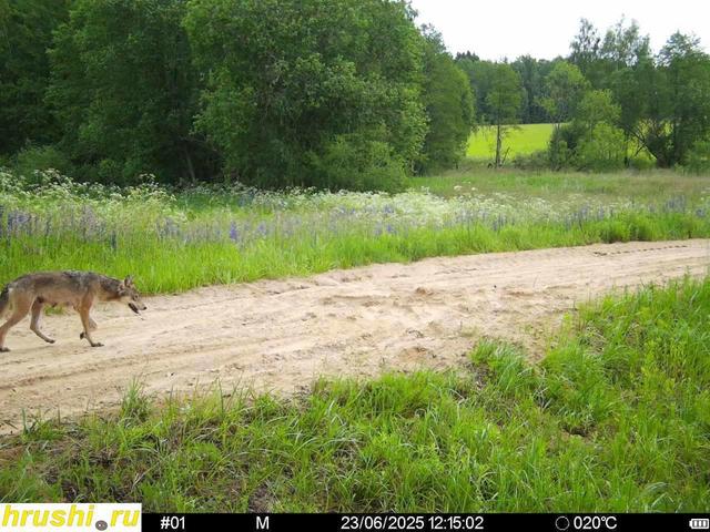 Regular photo report from our traps in the hunting grounds📸🦌