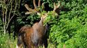 Historie lovu losa evropského (Alces alces)
Los evropský je největší zvěří jelenovitou na našem území. Z historického hlediska byl ale los pro naše kronikáře a historiky nezajímavý. Výskyt losa v Čechách se začal důsledněji mapovat až po roce 1957, kdy u nás docházelo k častým výskytům losa.

Prvotní zmínka o výskytu losa pochází z druhé poloviny 16. století. První losi byli chování v menší obůrce při oboře poděbradské, kde měli svoji ošetřovatelku paní Maruši z Polabce. Chovaní losi pocházeli z nedalekého Polska. Odtud si je nechal poslat císař Ferdinand I. v roce 1563 byla poděbradská obůrka obohacena o další dva kusy losů, kteří pocházeli opět z Polska.

Jejich původ pocházel přímo od Kateřiny, královny polské, která byla sestra arciknížete Ferdinanda. Po jeho smrti daroval nastupující císař Maxmilián jednoho losa bratru arciknížeti Ferdinandovi na Křivoklát. Další kusy losí zvěře k nám byli přivezeni například z Litvy. Písemná zmínka o úspěšném chovu losa pochází z z roku 1567, kdy křivoklátský hejtman Oulička píše stížnost Ferdinandu Tyrolskému do Innsbrucku. Tomu si stěžuje, že si s losem neví rady, jelikož mu zhryzal všechny třešňové rouby, které potom uschly. 

Zajímavostí celých událostí je fakt, že mladí losi se dají snadno ochočit a zvěř k nám byla z uvedených států přihnána.
 

U celkem 7 přihnaných kusů nejsou patrné žádné bližší záznamy. Nevíme tedy, zda v uvedených kusech byla i losice, která by zaručovala přírůstek mláděte.

Písemné zmínky o lovu losa nejsou nikterak bohaté. Dostupné jsou pouze informace o ulovení losa na panství děčínském v roce 1570 a lov losa v polabském Slezsku na pravém břehu Odry v roce 1888. Počáteční záznamy o výskytu losa u nás v roce 1956 jsou zapříčiněny uniklou zvěří z Polska, kde byli chovaní losi vypuštění do volnosti v roce 1956.  

V Čechách se tak můžeme dopátrat o prvních zmínkách výskytu losa v oblasti Litoměřic a následně Krušných hor, kde byl los dokonce omylem uloven.

Mladý los se také ukázal v zámeckém parku na Kačině. Tam si los velice oblíbil vrbovnu s mladými pruty na které se chodil pravidelně večer pást.

Větší výskyt losa v počtech 7 kusů byl zaznamenáván L. Biedermanem z německá v letech 1957-1966. Je tedy patrné, že los nebyl naší původní zvěří. Z okolních států k nám jen přicházel a proto ani uvedené počty nejsou nikdy stoprocentně ověřené. Uvedení losi byli často započítáni vícekrát a tak údaje o tom, že na našem území bylo v letech 1967-1976  32 kusů  (18 samců a 14 samic), jsou značně zavádějící.

První losí mládě se v Čechách objevilo až v roce 1974 v polesí Vojířov v Jižních Čechách. Losi se totiž v Jižních Čechách dokázali usadit a adaptovat podmínkám místní krajiny. Losí samice dokázala v dalších letech přivézt na svět i dvě mláďata. Tím byla započata jihočeská losí populace. Tato losice pravidelně obohacovala jihočeský chov až do roku 1989, kdy byla v červenci nalezena uhynulá. Losí migrace zapříčinila výskyt losa i v okolních jihočeských honitbách. Zde však nebyl nikdy loven. V říjnu roku 1989 byl nalezen uhynulý losí samec – špičák u Dolního Dvořiště, kde se zamotal do drátěného oplocení. Trofej tohoto jedince je k vidění v loveckém muzeu Ohrada. 

Jihočeský chov byl časem rozšířen ještě na dvě místa a to v honitbě Pleše u Kardašovy Řečice a v oblasti mezi údolní nádrží Lipno. Los tak našel na našem území příznivé podmínky k životu.