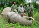 Hunting in Lindi Region, Tanzania: Laws and Legislation, Demographics and Geography, Hunting Seasons in Tanzania

Geographical Features in Tanzania and Lindi Area

Lindi Region, located in southeastern Tanzania, encompasses diverse landscapes, including coastal plains, miombo woodlands, and riverine ecosystems. The region's varied topography and habitats support a rich biodiversity, offering hunters a unique environment to pursue various game species.

Demographics and Cultural Aspects of Lindi Region

While specific data on the number of hunters in Lindi Region is not readily available, Tanzania's hunting industry is well-regulated, with numerous hunting concessions and licensed outfitters operating across the country. Lindi's remote and less-developed areas may attract hunters seeking unique and challenging experiences.

Hunting Practices and Traditions in Lindi Region

Hunting in Tanzania, including Lindi Region, is conducted under strict regulations to ensure sustainability and ethical practices. Hunting methods typically involve spot-and-stalk techniques, and the use of vehicles, poison, traps, or dogs is prohibited. Hunters are required to obtain appropriate licenses and adhere to designated hunting seasons.

Game Species and Animals of Tanzania

Lindi Region offers opportunities to hunt various game species, including:
•	Cape Buffalo
•	Leopard
•	Lion
•	Elephant
•	Hippopotamus
•	Crocodile
•	Various Antelope Species
It's important to note that certain species are fully protected and cannot be hunted.

Hunting Seasons and Prohibitions in Lindi

The official hunting season in Tanzania runs from July 1 to December 31. This period aligns with the dry season, offering optimal conditions for tracking and hunting game. However, in southeastern regions like Lindi, the onset of the rainy season in November may affect hunting activities.

Local Hunting Organizations and Communities

While specific hunting clubs in Lindi Region are not widely documented, the area falls under the jurisdiction of national hunting regulations and is serviced by licensed professional hunters and outfitters. These professionals ensure ethical hunting practices and adherence to legal requirements.

Hunting Laws and Legislation, Local Restrictions

Tanzania enforces strict hunting regulations to promote sustainable wildlife management:
Hunting is permitted only during daylight hours. Hunting from vehicles is prohibited. Only mature, non-breeding animals may be hunted. All hunters must obtain appropriate licenses and permits. Hunting in national parks and game reserves is strictly prohibited.


Cultural Traditions and Hunting Features in Lindi

Hunting holds cultural significance in Tanzania, with various communities engaging in traditional hunting practices passed down through generations. In regions like Lindi, hunting has been a means of sustenance and a way to maintain a connection with ancestral heritage.

Additional Interesting Facts about Local Hunt

Lindi Region's diverse ecosystems, from coastal plains to woodlands, provide habitats for a wide range of wildlife species.The region's remote location and challenging terrains offer unique hunting experiences for adventurous hunters. Lindi's proximity to the Selous Game Reserve, one of the largest faunal reserves in the world, enhances its appeal as a hunting destination.
For hunters seeking an authentic and challenging experience, Lindi Region in Tanzania presents an unparalleled opportunity to engage with diverse wildlife in a culturally rich and ecologically significant setting.

#HuntingTanzania  #AfricanBigGame #SustainableHunting #TanzaniaWildlife #SerengetiNationalPark #NyerereReserve #BushmeatHunting #TanzaniaHuntingSeason #TraditionalHuntingTanzania

