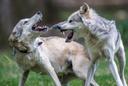 Austrian regions allow controversial wolf hunting

Vienna (AFP) – Several regions of Austria have allowed the controversial killing of wolves after reporting an increase in livestock attacks, sparking debate in the Alpine EU member.

The World Wildlife Fund (WWF) says the orders to kill the wolves violate European law, which lists them as protected animals.

In the southern province of Carinthia, five wolves have been killed so far this year under legislation introduced in January. The killing of eight more has been authorised, according to authorities.

Neighbouring Tyrol, known for cattle grazing freely on mountain pastures, has authorised the killing of six wolves -- yet to be carried out -- under a decree from February, according to province spokesman Maximilian Brandhuber.

"Time and again wolves are sighted near settlements and kill livestock," he told AFP this week, adding that evidence of their presence has "risen sharply since 2019."

After disappearing in the 19th century, the wolf has gradually returned in recent years to repopulate former habitats in Austria.

Some 80 wolves were counted in 2022, according to official estimates.

The wolf is protected under a European Union directive adopted in 1992, but it does provide for exemptions to the directive, according to Brandhuber.

"Austria does not yet have many wolves and it must make its contribution to the conservation of the species, as other European countries do," WWF expert Christian Picher told AFP, urging the European Commission to act.

WWF said the country of 9.1 million people should learn from neighbouring states like Italy, which "already have decades of experience on the subject," calling on Austria to improve the monitoring of the animals and avoid "alarming" the population unnecessarily.