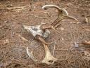 Find a Deadhead Buck? Keep it Legal
To you thousands of COVID-19 newbies that have joined our ranks to hunt deer in the fall and shed antlers in the spring, here is something you’ll find interesting. A “deadhead” is the commonly used term for a buck deer carcass that you might stumble across in the woods, with antlers still attached to the skull. Generally, such a buck has been dead for several months or even a year or two, and the carcass has been ravaged by time, weather, and predators. All that might remain are a grisly skull with antlers, a portion of the spine, and maybe some rib bones wrapped tautly with pieces of hide as black as used motor oil.

If the skull has been lying on the ground for more than a few months, you might see teeth marks on the antlers where squirrels and mice have gnawed them. Rodents are attracted to the minerals in antlers, and they also chew them to wear down their ever-growing teeth. The longer a deadhead rots on the ground, the more squirrels will carve the antlers down, often removing inches of beams and tines.  

A deadhead might have died of any number of causes: hit by a car, ran off and died; shot and lost by a bowhunter the previous season; winterkill; or victim to a bluetongue disease.  

You see and hear a lot about deadheads this time of year as antler hunters find the macabre souvenirs and post pictures of them, especially the big ones, on social media. Most of the deadheads people find have small to medium racks, but some skulls with 150-, 180-, and even 200-inch monster racks are picked up each spring.

Get Permission or a Salvage Permit
To all newbies and those of you who have been hunting sheds for years, here’s something you need to know. No matter where you live and hunt, if you find a deadhead, no matter the size, chances are you need a salvage permit or at least permission from a state official before you can legally pick it up and take it home. In most states a deadhead is treated like a roadkill buck and subject to the same possession laws. These laws do not apply to loose shed antlers you pick up.

Go online to your department of natural resources website and search for “roadkill possession” or “salvage tag.” Rules vary widely by state and are often vague, so you might have to dig around the site for a while to find the information.

In some states, calling a game warden and telling them you found a skull with antlers and plan to take it home is all you need to do. Technically, a warden might want to come and check the skull and rack, but that is rarely the case. Make sure you keep a record of the call, and make note of a voicemail if you leave one.

States where I can confirm you need a salvage permit, which is usually free and available online, include Arkansas, Idaho, Illinois, Indiana, Iowa, Kansas, Michigan, Missouri, Montana, New Mexico, North Carolina, Ohio, Oregon, and Pennsylvania. There are likely others.

In a few states, one being New Jersey, it is illegal to pick up and possess a deer skull with antlers at any time. If you’re out shed hunting and find a deadhead, you’re supposed to leave it. This makes no sense to me, but the authorities say the law is designed to cut down on poaching.

Possession laws might seem trivial, but make the call for permission or get a salvage tag, whichever your state requires. The last thing you need is to find a skull with huge antlers, post a picture of it on Facebook, and get a visit from a game warden asking if you have the proper documentation.