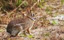 Hunting the Modern Cottontail Rabbit
A New Age Has Dawned in the World of Rabbit Hunting
Hunters have been pursuing the Eastern cottontail ever since the time of the earl