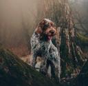 The Italian Spinone: Your Versatile Hunting Partner

For those of us who value a loyal companion in the field as much as a successful hunt, the Italian Spinone deserves a