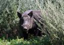 Saskatchewan taking steps to control wild boars and feral pigs

As wild boars continue to run rampant in Saskatchewan, the provincial government said it is taking steps t