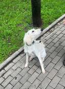 Little Saluki🐾