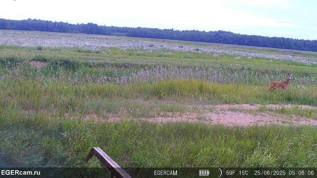 Regular photo report from our traps in the hunting grounds📸🦌
