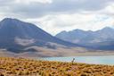 Descubre la emoción de la caza en la Patagonia Chilena: características naturales y geográficas para la caza, tipos y especies de caza

Características naturales y geográ