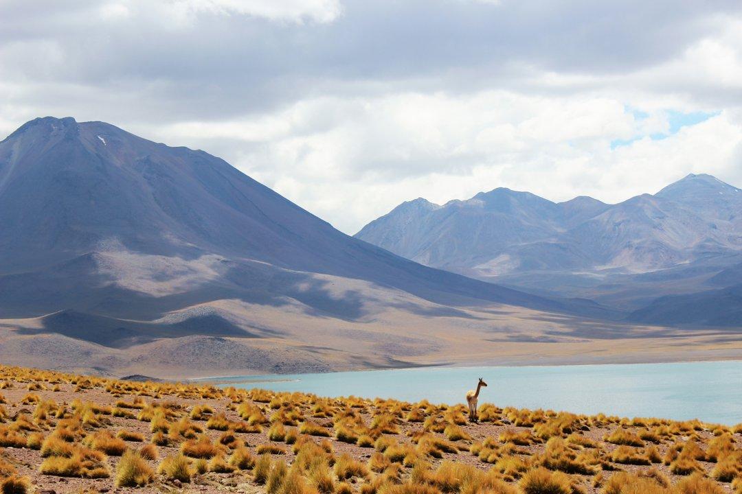 Descubre la emoción de la caza en la Patagonia Chilena: características naturales y geográficas para la caza, tipos y especies de caza
