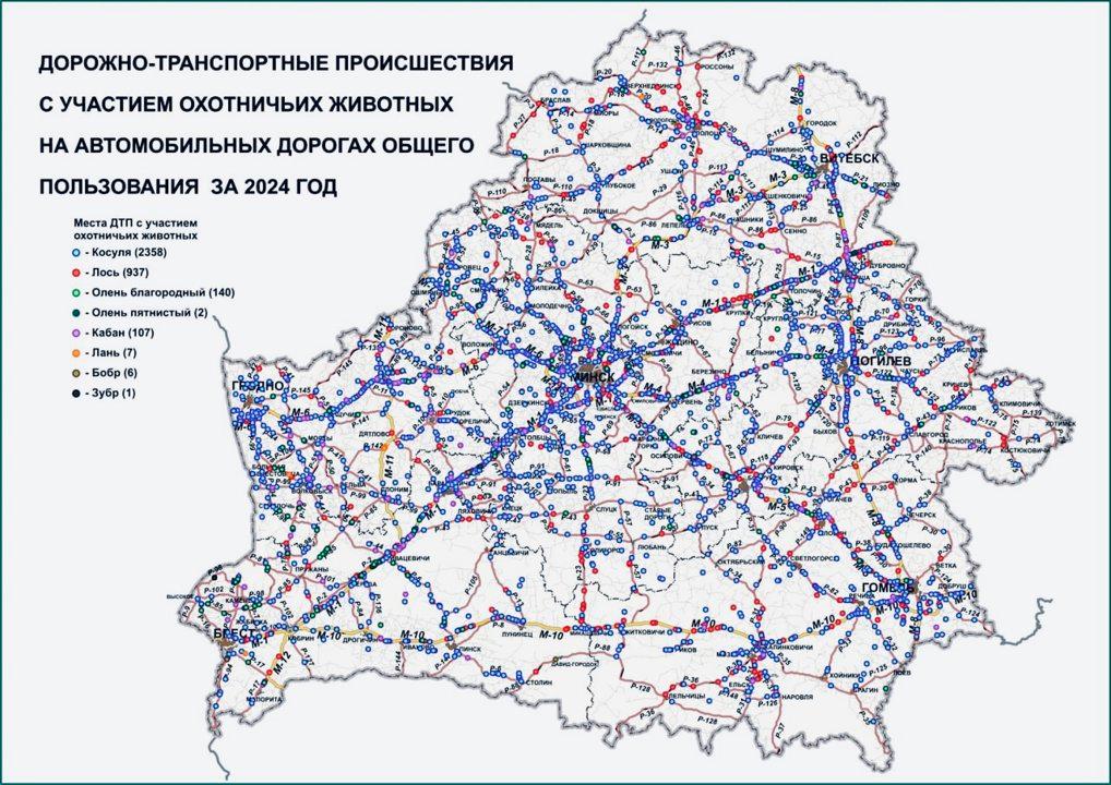 Где в Беларуси чаще всего происходят ДТП с дикими животными: карта опасных участков, статистика и ответственность водителей