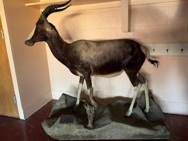 AFRICAN MOUNTS FOR SALE!