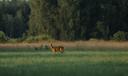 Chasse en ÎLE-DE-FRANCE: Paysages forestiers, saisons de chasse, traditions régionales et encadrement réglementaire

L’Île-de-France, région densément peuplée et berceau 