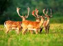 Fallow Deer Hunting in Tasmania: Best Locations and Seasonal Tips, Demographics, Legislation System, Laws and Hunting Seasons 
Tasmania, an island state of Australia, is 