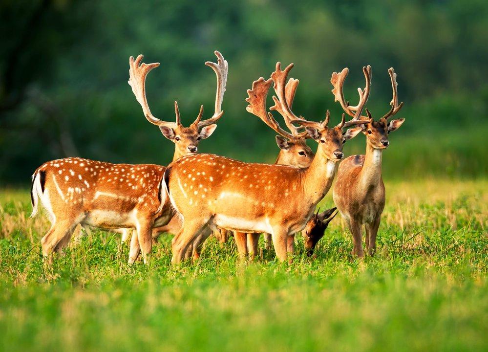 Fallow Deer Hunting in Tasmania: Best Locations and Seasonal Tips, Demographics, Legislation System, Laws and Hunting Seasons 