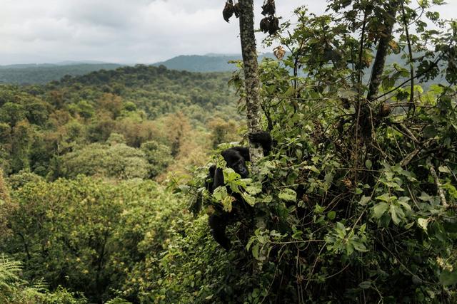 Hunting in Kwilu: Geography and Natural Features, Hunting Demographics, and Game Species Diversity