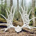 I don't really like it when trophy horns are manipulated, varnished or painted... it seems to me that the trophy and especially the horns should remain in their natural state.  

But it really is a work of art! Very harmonious, stylish and extraordinary work. Suitable for a rustic interior or collection. What do you think about horn summary? Do you like it? 

By the way, I know where to buy it)))