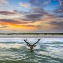 Hilton Head Island, South Carolina, USA 🇺🇸 

Beautiful photography from Hilton Head Island. The photographer said he sees them swimming all the time during calm tides, but never a Trophy Buck like this.

(text credit: BNN - Belmont News Network)

#hunting #archery #deerseason #nature #outdoorliving #outdoor #deerhunting #outdoors #gamecamera #huntingseason #outdoorphotography #tactacam #varietystreamer #selfmade #fyp
