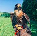 How to Become a Falconer: A Complete Guide to Mastering the Ancient Art of Falconry

📚 Table of Contents How to Become a Falconer.

1. What Is Falconry?
2. Legal Requirements and Licensing
3. Falconry Apprenticeship: The First Step
4. Choosing Your Raptor
5. Essential Falconry Equipment
6. Building a Mews and Facilities
7. Daily Care and Training
8. Costs and Time Commitment
9. Ethical and Conservation Considerations
10. Final Thoughts and Resources

---

1. What Is Falconry?

Falconry is the ancient practice of hunting wild game using trained birds of prey. With origins dating back over 4,000 years in Mesopotamia and Egypt, falconry has evolved into a regulated sport and lifestyle that blends wildlife management, hunting, and deep human-animal bonds.

Modern falconers work with species like hawks, falcons, and eagles to hunt rabbits, pheasants, and other small game. It’s not a casual hobby — it’s a lifelong commitment to the care, training, and partnership with a raptor.

---

2. Legal Requirements and Licensing

Falconry is highly regulated and laws vary by country and region. In the United States, for example:

• You must be at least 12 years old (some states require 16+)
• Pass a written falconry exam (80% minimum score)
• Obtain a state falconry license and a hunting license
• Complete a facility inspection for your bird housing (mews)
• Acquire federal and state permits before obtaining a bird

In the UK and EU, only captive-bred birds are allowed, and birds must be ringed and registered. Always check with your local wildlife agency or falconry association for specific regulations.

---

3. Falconry Apprenticeship: The First Step

Most countries require beginners to start as Apprentice Falconers under the guidance of a General or Master Falconer.

🔹 Typical Apprenticeship Requirements:

• Duration: 2 years minimum
• Sponsor: Must be an experienced falconer
• Limit: Usually 1 bird allowed (often a Red-tailed Hawk or American Kestrel)
• Study: Read at least 2–3 core falconry texts
• Practice: Assist with training, hunting, and care

Apprenticeship is not just about learning techniques — it’s about proving your dedication and building trust within the falconry community.

---

4. Choosing Your Raptor

Not all birds of prey are suitable for beginners. Common choices include:

• Red-tailed Hawk: Hardy, forgiving, ideal for apprentices
• American Kestrel: Small, agile, good for learning basics
• Harris’s Hawk: Social, intelligent, often used in team hunts
• Gyrfalcon or Peregrine Falcon: Advanced birds for experienced falconers

Birds must be captive-bred in most regions. Wild capture is often illegal or heavily restricted.

---

5. Essential Falconry Equipment

To safely handle and train your bird, you’ll need:

• Falconry glove: Protects your hand from talons
• Jesses and leash: Leather straps for control
• Hood: Covers bird’s eyes to keep it calm
• Lure: Used for recall training
• Perch: Resting spot in mews or outdoors
• Telemetry gear: Track your bird during free flights
• Scales: Monitor bird’s weight for health and training

High-quality gear can cost $500–$2,000+, depending on materials and customization.

---

6. Building a Mews and Facilities

Your bird needs a secure, clean, and spacious enclosure:

• Mews: Indoor housing with perch, ventilation, and protection
• Weathering yard: Outdoor area for sun and exercise
• Bath pan: For hydration and cleaning
• Inspection: Must meet legal standards before licensing

Materials range from wood to steel, and costs vary from $500 to $5,000+ depending on size and quality.

---

7. Daily Care and Training

Falconry is a daily commitment. Birds require:

• Feeding: Fresh meat (quail, mice, rabbit) based on weight
• Training: Manning, lure work, recall, hunting practice
• Health checks: Monitor eyes, feet, feathers, and weight
• Exercise: Free flights or creance line work

Expect to spend 30 minutes to 2 hours daily, with longer sessions during hunting season.

---

8. Costs and Time Commitment

Falconry is not cheap — or easy.

💰 Estimated Costs:

• Licensing and permits: $100–$300
• Equipment: $1,000–$3,000
• Bird: $500–$10,000+
• Food and vet care: $500–$1,500/year
• Mews construction: $500–$5,000+

⏳ Time Commitment:

• Apprenticeship: 2 years minimum
• Daily care: 30–120 minutes
• Hunting season: Full weekends or travel days

---

9. Ethical and Conservation Considerations

Falconry is deeply tied to wildlife conservation. Ethical falconers:

• Use captive-bred birds
• Follow strict hunting laws
• Participate in raptor rehabilitation
• Educate the public about birds of prey
• Support sustainable hunting practices

Falconry has helped restore species like the Peregrine Falcon through captive breeding and release programs.

---

10. Final Thoughts and Resources

Becoming a falconer is a life-changing journey. It demands patience, discipline, and a deep respect for nature. If you’re ready to commit, start by:

• Contacting your local wildlife agency
• Joining a falconry club or association
• Finding a sponsor
• Studying core texts like The Art of Falconry or A Falconry Manual

🧭 Recommended Resources:

• North American Falconers Association
• Learn Falconry
• Falconry Advice Guides
• Mike’s Falconry Supplies

Falconry FAQ: Additional Questions Answered

❓ Can I practice falconry without hunting?

No. Falconry is legally and traditionally defined as hunting with a trained bird of prey. While some educational or display flying may be permitted under separate licenses, true falconry requires active hunting.

---

❓ Are owls used in falconry?

Rarely. Owls are not traditional falconry birds. They lack the hunting drive and trainability of hawks and falcons. Some species like the Eurasian Eagle Owl may be flown for demonstrations, but they are not ideal for hunting.

---

❓ Can I keep a bird of prey as a pet?

No. Raptors are wild animals and require specialized care, training, and legal permits.