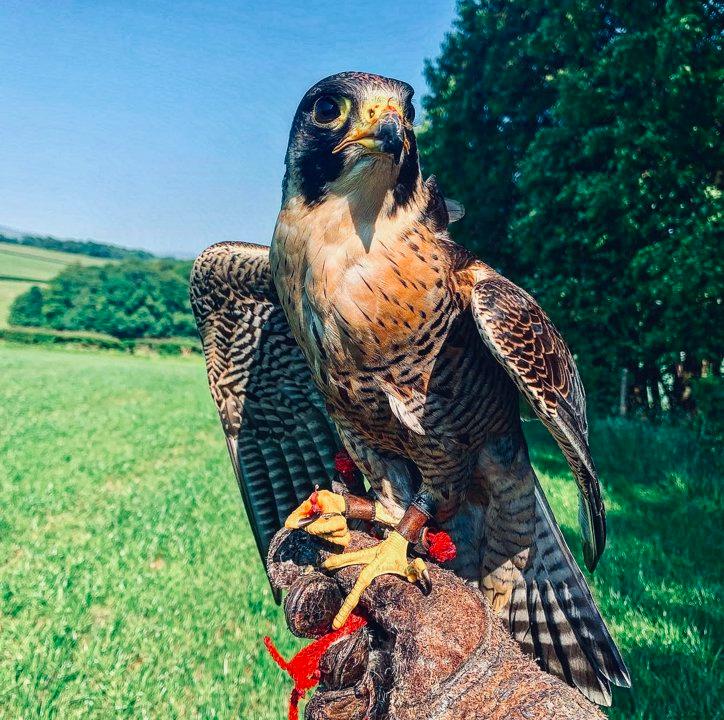 How to Become a Falconer: A Complete Guide to Mastering the Ancient Art of Falconry