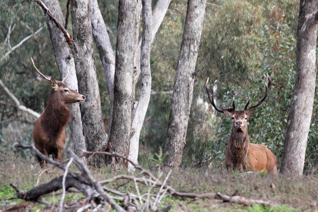 Gippsland Hunting Regions: A Guide to Demographics and Club Networks, Legislation System, Associations, Laws and Hunting Seasons 