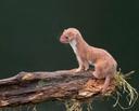 Первое научное описание и название Mustela nivalis животное получило от шведского натуралиста Карла Линнея в его монументальном труде «Система природы» в 1766. Современны