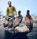 Hunting with cormorants. China 1949.

Mankind has learned to attract animals to its hunting a long time ago. Falconry existed in the Middle Ages, and greyhounds, hounds, terriers, and other hunting dog breeds were traditionally used in Europe. But the people of East Asia managed to surprise everyone. They not only decided to improve the ancient fishing process, but also attracted waterfowl for this purpose — the well-known cormorants.   

Cormorant hunting is an ancient tradition that has been around for thousands of years. Its essence is that the cormorant hunts fish not for itself, but for the person who taught it. It was the one who taught them, because all the cormorants involved in this process are trained birds. They know their owner very well, navigate well among the boats on the water and obediently give the caught fish.   However, there is a small subtlety here. It is very difficult to convince a bird of prey not to eat its prey. No amount of training will be able to kill the instinct. Therefore, hunters use a trick — they put a thin ring on the bird's neck. A bird can breathe, fly, drink and swallow small fish as thick as a little finger, but a large fish will not pass.  

Cormorant hunting is widespread in Japan, China and Vietnam. However, each country has its own traditions and its own differences in fishing methods. And if in Japan it looks more like a theatrical performance (which, in fact, it is, since tickets are being sold for this show), then in China fishing with cormorants is an everyday process, one might say, a routine and a way to feed your family.  

In Japan, cormorant hunting is called ukai. The birds here are almost like a national treasure and a great attraction for tourists. It used to be that Japanese fishermen used cormorants to feed themselves and sell their catch at the market. And now all this is a thing of the past, and the birds are not able to compete with fishing trawlers. And their owners receive income not from fish, but from the tourism department for the spectacle they arrange.     

But in China, the approach to cormorant fishing is somewhat different. The birds are cherished and cherished there, they live in Chinese fishermen's families almost as family members. Offending them with some kind of leashes — no way! Chinese birds themselves bring fish into the boat and release it from their beaks.     

Cormorants are great divers who can dive up to 15 meters deep. And muddy water is not a hindrance to them, they just feel the movement of fish in the water column. Following the boat, cormorants suddenly plunge into the water, then come to the surface. The birds fill their throat pouches with small fish, and hold the large fish with their beaks. Hunting closely monitors the process, and if the cormorant catches a particularly large prey, it lowers a bamboo pole into the water. The bird obediently climbs onto it, holding the wriggling fish tightly in its beak. The hunter pulls the pole into the boat and alre