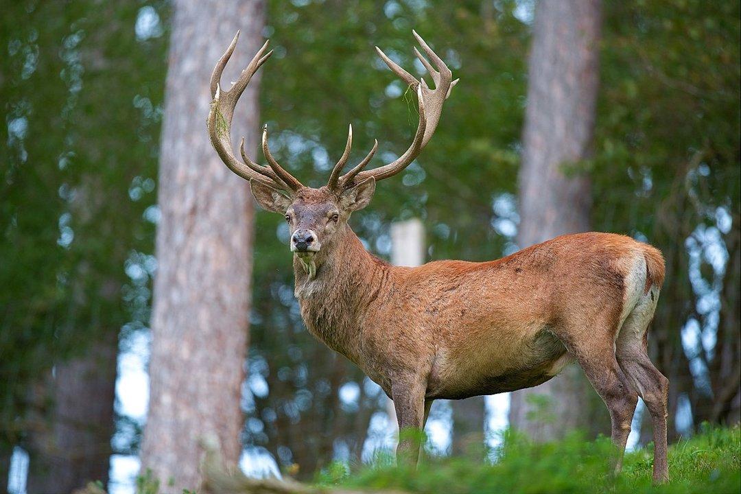 Tarkine Wilderness Hunting: Preserving Traditions in Australia’s Last Frontier.