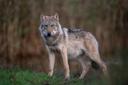 Jäger fordern flexibleres Wolfsmanagement in Europa

Offener Brief an EU-Kommission: FACE fordert Herabstufung des Schutzstatus. Leitlinien für Umgang mit geschützten Arten sollen überarbeitet werden. DJV begrüßt die Initiative.

Offener Brief an EU-Kommission: FACE fordert flexibleres Wolfsmanagement in Europa. (Quelle: Mross/DJV)
Der Europäische Dachverband für Jagd und Naturschutz (FACE) hat in einem offenen Brief die EU-Kommission aufgefordert, zügig die nächsten Schritte zu gehen, um ein angepasstes und flexibles Wolfsmanagement in Europa zu ermöglichen. FACE-Präsident Torbjörn Larsson fordert Kommissionspräsidentin Ursula von der Leyen unter anderem auf, den Schutzstatus herabzustufen und den Wolf in Anhang V der FFH-Richtlinie zu überführen. Außerdem müssten die Leitlinien der EU-Kommission zum Umgang mit geschützten Arten überarbeitet werden: Es müsse deutlicher werden, dass die Mitgliedsstaaten weite Spielräume genießen. Der Deutsche Jagdverband (DJV) begrüßt die FACE-Forderungen und verweist auf Kommissionspräsidentin von der Leyen, die bereits im September 2023 für den Wolf eine Überprüfung des Schutzstauts gefordert hatte.
In Deutschland führen die hohen Anforderungen für den Schutz des Wolfes und ihre strikte Auslegung durch Behörden und Gerichte dazu, dass selbst der Abschuss von verhaltensauffälligen Wölfen in der Praxis kaum möglich ist. "Schutzvorgaben aus den 1990er-Jahren sind längst überholt, da sich der Wolf stark ausgebreitet hat", sagte DJV-Präsident Helmut Dammann-Tamke. Die starren Regelungen würden derzeit die Akzeptanz für den Wolf drastisch gefährden, so Dammann-Tamke weiter.
Die EU-Kommission hatte im Frühjahr 2023 eine Überprüfung des Schutzstatus eingeleitet und auf vorhandene Spielräume hingewiesen. Die Ministerpräsidentenkonferenz hatte im Oktober desselben Jahres ebenfalls die Lockerung des Schutzstatus und weitere Maßnahmen gefordert. Zuvor hatten sich die Ministerpräsidenten der Länder im September in Brüssel mit Kommissionspräsidentin von der Leyen getroffen und dabei den Umgang mit dem Wolf thematisiert.