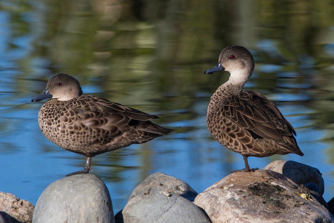 Murray River Hunting in SA: Exploring Prime Locations for Waterfowl and Game, Demographics, Legislation System, Associations and Clubs, Laws and Hunting Seasons 