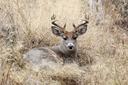 Hardest Deer to Hunt
Every hunter loves to boast about their stories on how hard hunting their buck was. But are those really that difficult? Today we will be talking about the hardest deer to hunt out there in the wilderness.

When it comes to hunting, it is not just about finding the animal. This journey involves a lot of other challenges like facing bitter mountain winds, climbing over boulders. Such hunts are enough for reducing even those with reasonable fitness to a broken-hearted, weak-kneed puddle if the hunter is not aware of the challenges that come when hunting the hardest animals.

Coues Deer
The big deal for hunting Coues deer is to pursue them in the rough region where they thrive. These slight gray whitetail bucks rarely grow more than 130 in of antler, however, they are adept at disappearing into the cover. They use cactus vegetation and a scant thorn in the desert to stay hidden.

Another challenging part about hunting this deer is they don’t offer large targets and also don’t give much time to the hunter for a shot. But a good Coues deer is an amazing trophy simply because of the fact that there is no easy way in getting one. Plus, its meat is excellent.

Wilderness Elk
Almost every hunter wants to hunt elk in that wilderness. However, most of them very soon realize that getting that trophy is not at all simple. Going for hunting this animal means long hours of glassing in the harsh weather, long rides in-and-out of camp, and coming back to spartan accommodations each night.

Hunting these hardest deer requires doing deep treks into rugged and remote regions. But if you are one of those who are okay with leg-burning hikes in the remote and rugged regions, then these hardest deer are just what you are after.