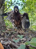 Невероятная история орлёнка из Полесся. 😮

🐣Птенец родился экстремально поздно.
😣Позже на гнездо упало дерево.
😱В сентябре орлёнок трижды отбивался от взрослого орлана-белохвоста.
😊 А в октябре улетел с родителями на зимовку!
