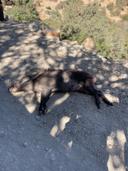 Chasse au Maroc: Animaux Chassés au Maroc partie 2

Le Maroc est un lieu de chasse diversifié, offrant aux chasseurs une variété d'animaux à traquer. Voici quelques-unes des espèces les plus couramment chassées dans ce pays :

1. Les Cervidés
Le cerf de l'Atlas et le mouflon à manchette sont deux des espèces de cervidés que les chasseurs recherchent. Ces animaux majestueux sont présents dans les régions montagneuses. La chasse est souvent réglementée pour éviter la surexploitation et préserver les populations.
La chasse aux cervidés nécessite une technique et une approche prudentes, car ils sont souvent très méfiants. La chasse à l'affût est une méthode populaire pour traquer ces animaux, permettant aux chasseurs de se camoufler et d'attendre patiemment le bon moment.

2. Le Sanglier
Le sanglier est l'un des animaux les plus chassés au Maroc. Très répandu dans les forêts du Moyen Atlas, cet animal est réputé pour sa bravoure et son agilité. Chasser le sanglier peut être un défi, car ils possèdent un excellent sens de l'odorat et sont souvent très rapides.
Les chasseurs peuvent choisir de chasser le sanglier à l'affût, en se camouflant dans des endroits stratégiques, ou de participer à des battues organisées. Quoi qu'il en soit, la chasse au sanglier est toujours une aventure excitante.

3. Les Oiseaux Migrateurs
Le Maroc est une escale importante pour de nombreuses espèces d'oiseaux migrateurs. Cela en fait une destination prisée pour la chasse aux oiseaux, en particulier entre octobre et janvier. Les chasseurs peuvent cibler des espèces telles que les canards, les ouettes et les faisans.
Les zones humides, telles que celles près d'Essaouira et d'Agadir, sont idéales pour observer et chasser les oiseaux migrateurs. Cette variante de chasse offre une approche différente et des techniques variées, comme l'utilisation des appelants.

La chasse au Maroc est bien plus qu'une simple activité sportive. C'est une immersion dans la nature, une aventure inoubliable à travers des paysages variés et magnifiques. Que vous soyez attiré par les montagnes de l'Atlas, les forêts du Moyen Atlas ou les plaines désertiques du sud, le Maroc a quelque chose à offrir à chaque chasseur.
Avec des espèces allant des cervidés aux oiseaux migrateurs, chaque sortie peut être unique et mémorable. N'oubliez pas que la chasse réglementée est essentielle pour préserver les écosystèmes et les espèces. Ainsi, en tant que chasseur responsable, vous pouvez profiter de cette activité tout en respectant la nature.
Alors, si l'aventure vous appelle, n'hésitez plus ! Enfilez vos bottes de chasse et partez à la découverte de la beauté sauvage du Maroc. C'est l'occasion rêvée de créer des souvenirs inoubliables, tout en vivant la passion de la chasse ! 

Régions de Chasse au Maroc partie 1: https://m.uh.app/news/596a0e50-bfa0-11ef-bb00-b1dc023702c9 

#Chasse #Maroc #Animaux #Chassés