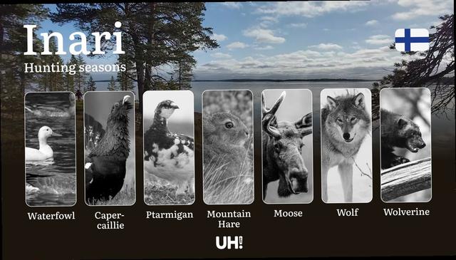Hunting Seasons in INARI: Mandatory Licenses, General Regulations, Optimal Hunting Periods, Restrictions & Key Season Rules